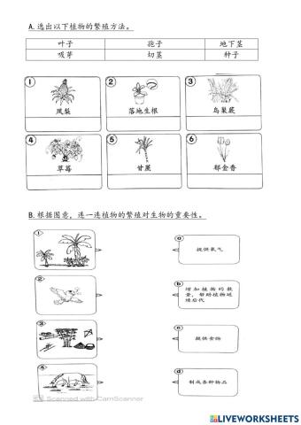 三年级科学（植物）