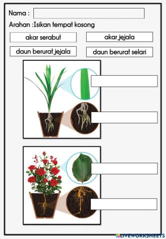 Sains tahun 1 : Jenis Urat daun dan akar tumbuhan