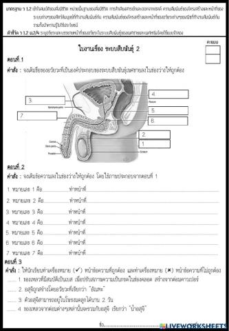 ระบบสืบพันธุ์2