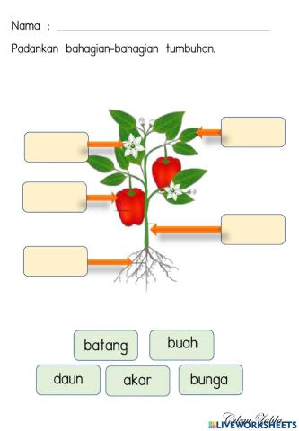 Bahagian-bahagian tumbuhan