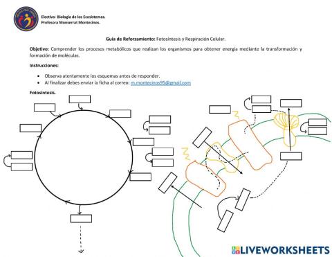 Guía de Reforzamiento Fotosíntesis + Glucólisis.