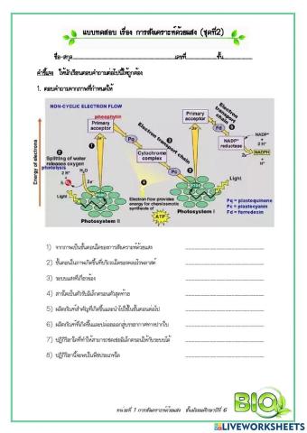 แบบทดสอบเรื่องการสังเคราะห์ด้วยแสง