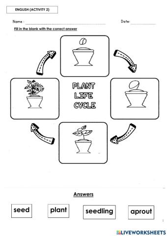 Life Cycle of a Plant