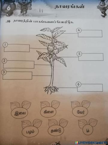 தாவரங்கள்