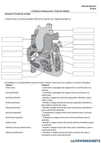 Sistema circulatório