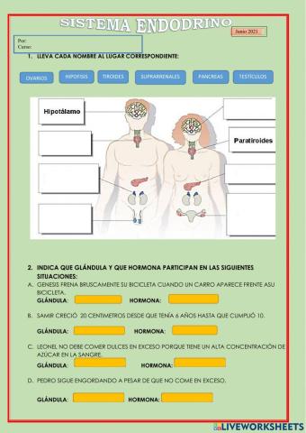 El sistema endocrino