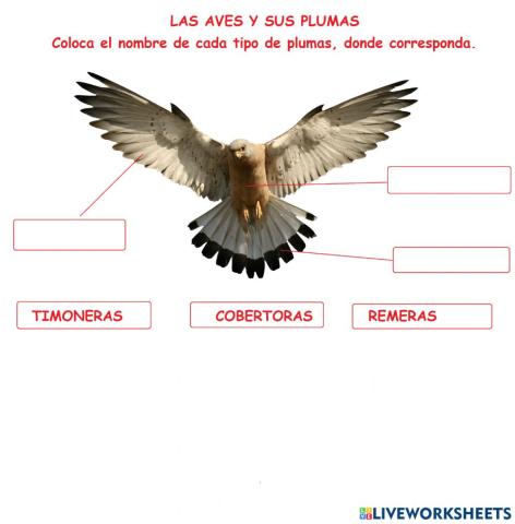 Tipos de plumas