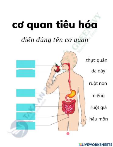 TE VN lớp 2