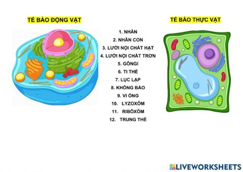 Te bao dong vat-te bao thuc vat