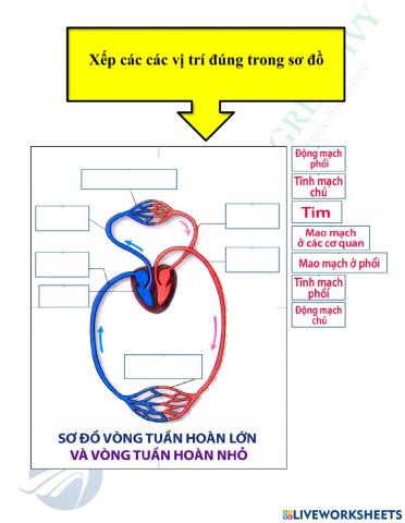 Bài tập 2 khoa học 3 : hệ tuần hoàn