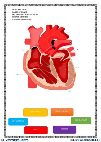 Circulatory system