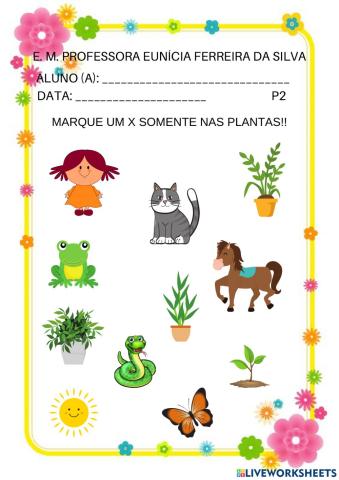 As plantas