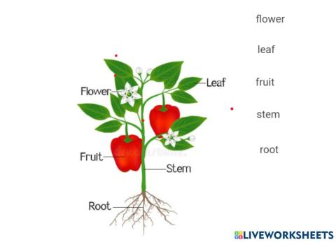 Parts of a plant