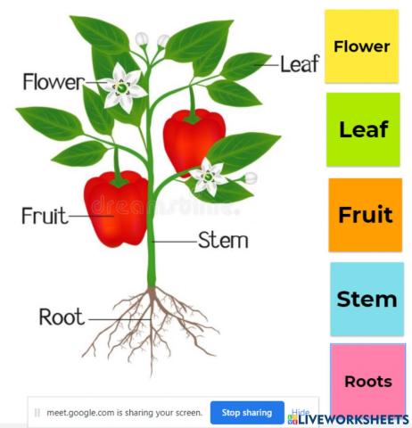 Parts of a plant