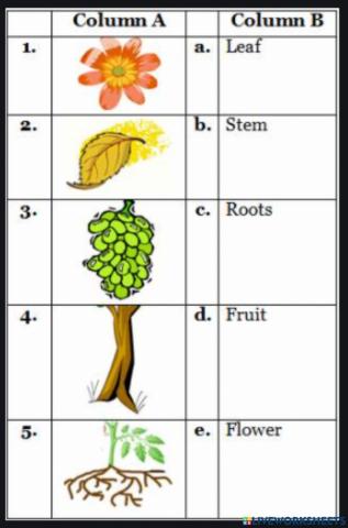 Parts of a Plant