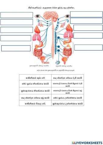 11 ශ්‍රේණිය විද්‍යාව - අනුවේගී හා ප්‍රත්‍යානුවේගී ස්නායු පද්ධතිවල ක්‍රියාව අවබෝධ කරගැනීම