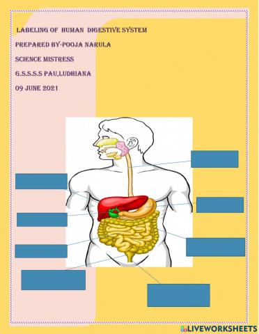 Labeling of human digestive system