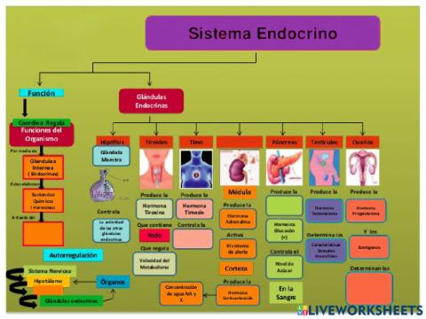 Sistema endocrino