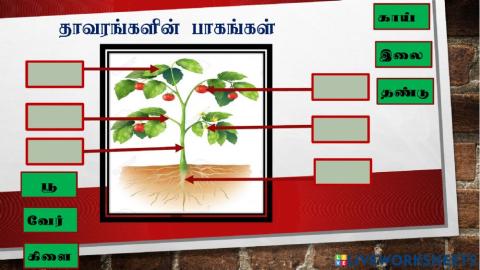 அறிவியல் ஆண்டு 1 - தாவரத்தின் பாகங்கள்