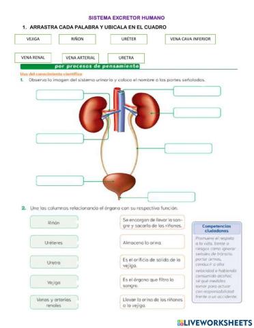 Sistema excretor humano