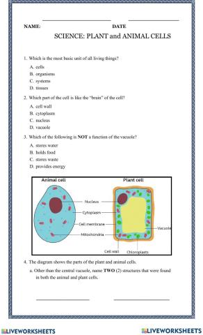 Animal and plant cell