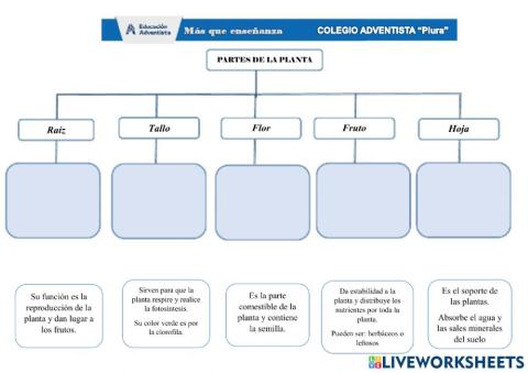 Partes de la planta