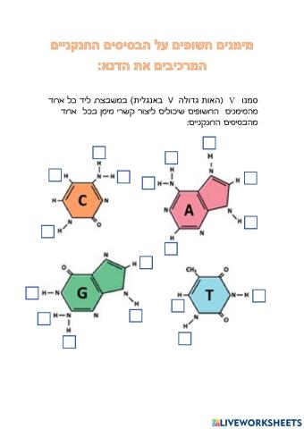 סימון מימנים חשופים מאלקטרונים בבסיסים חנקניים