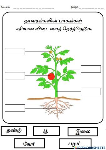 தாவரங்களின் பாகங்கள்