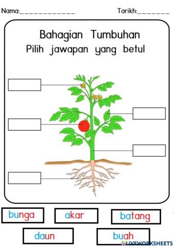 Bahagian Tumbuhan