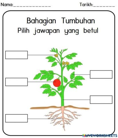 Bahagian Tumbuhan