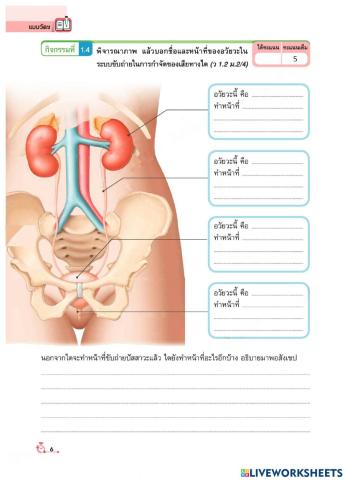 ชื่อและหน้าที่ของอวัยวะในระบบขับถ่าย