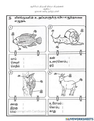 அறிவியல் - உடல் உறுப்புகள்