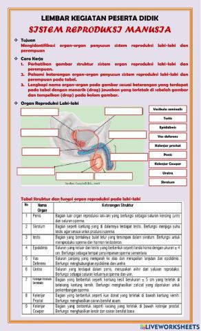 LKPD Sistem Reproduksi Manusia