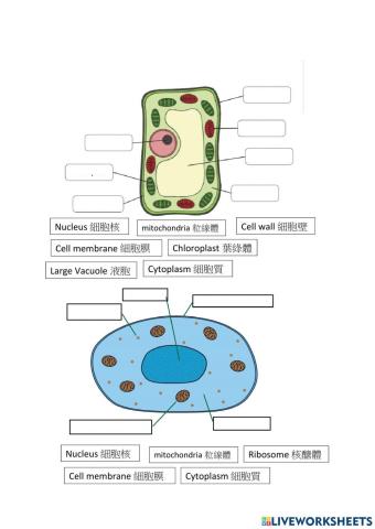 Cell worksheet