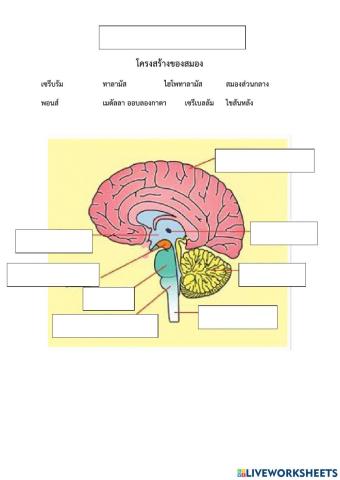 โครงสร้างสมอง