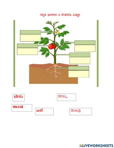 Parts of plant