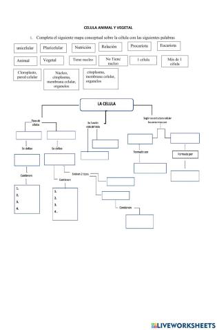 Celula animal y vegetal