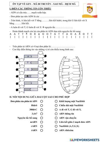 Ôn tập gen.mã di truyền