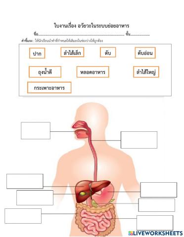 อวัยวะในระบบย่อยอาหาร