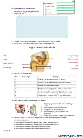 Organ Reproduksi Laki-laki