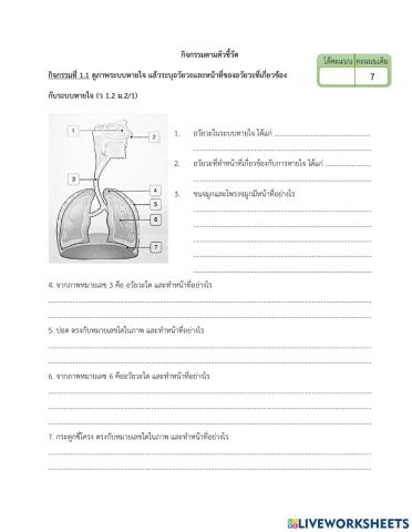 อวัยวะและหน้าที่ของระบบหายใจ