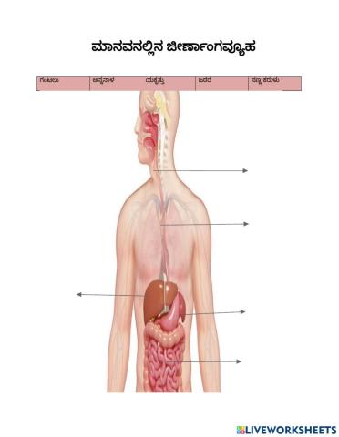 Digestive system