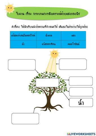 กระบวนการสังเคราะห์ด้วยแสง