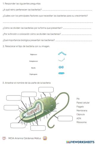 Bacterias