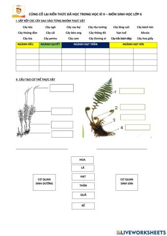 Ôn tập sinh học lớp 6