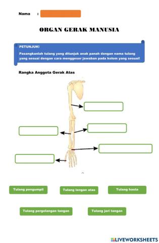 Organ Gerak Manusia