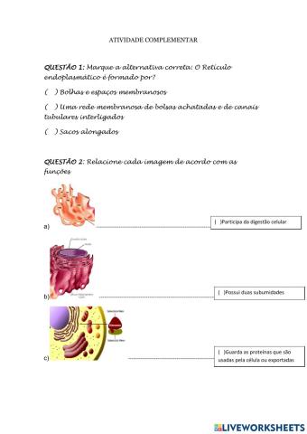 Atividade sobre Organelas Citoplasmáticas