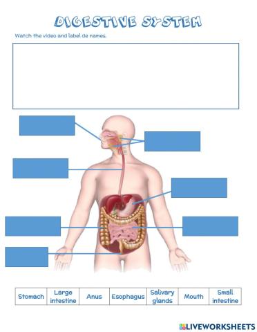 Disgestive System