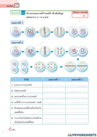 กิจกรรม 2.4 การแบ่งเซลล์