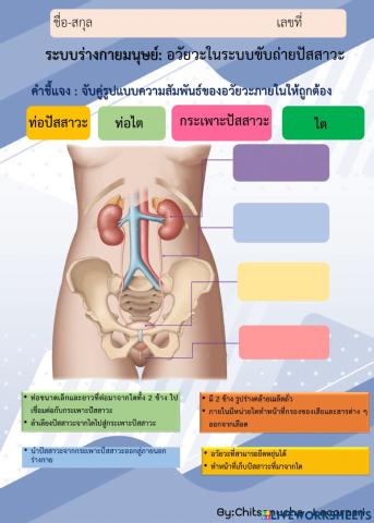 ระบบขับถ่ายของเสีย